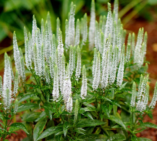 VERONICA spicata Alba (1437)